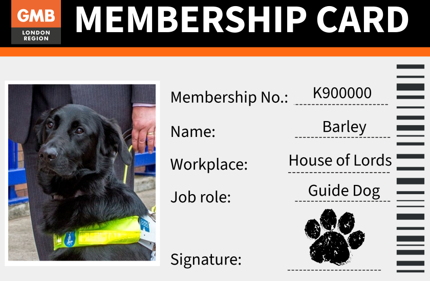 Lord Blunkett's guide dog, Barley, becomes union's fetching new member